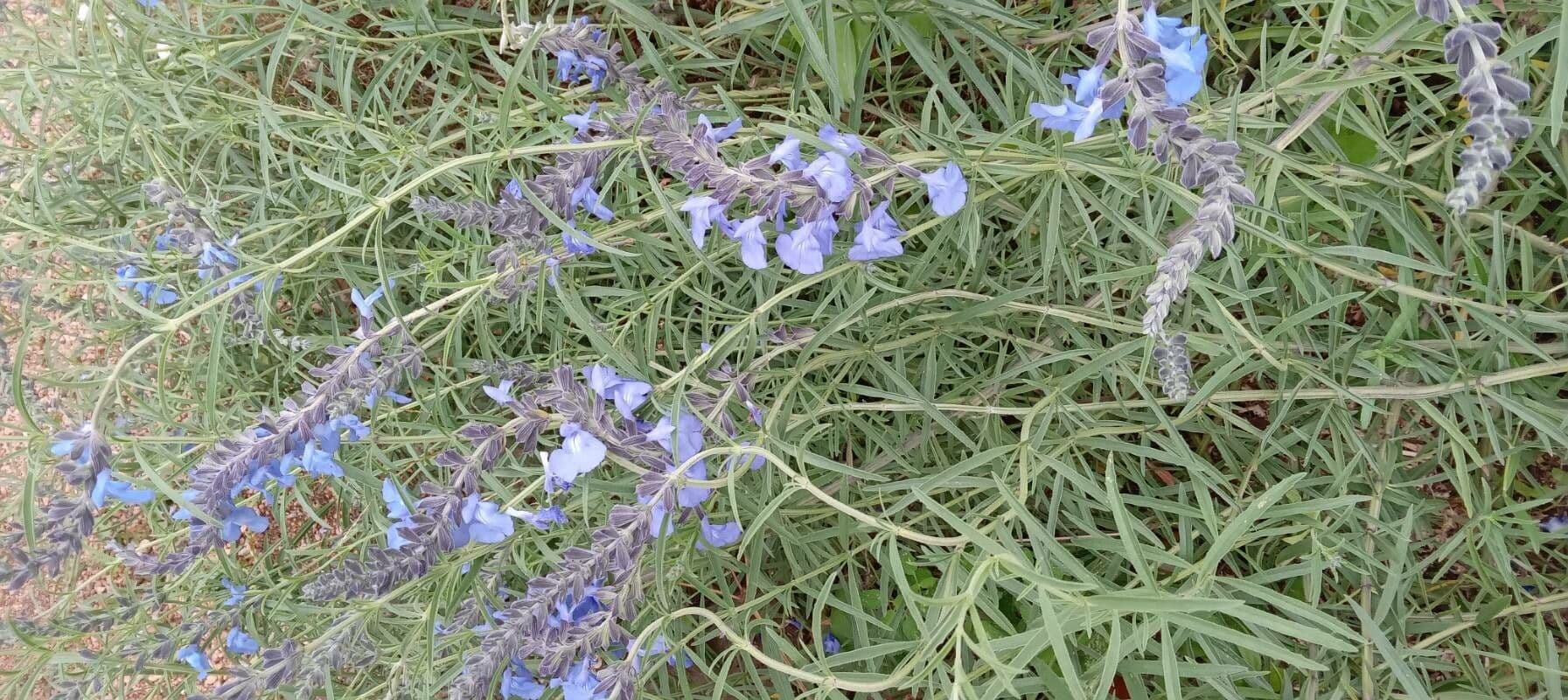 Salvia azurea 8