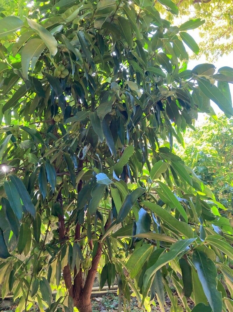 Garcinia di Xishuangbanna