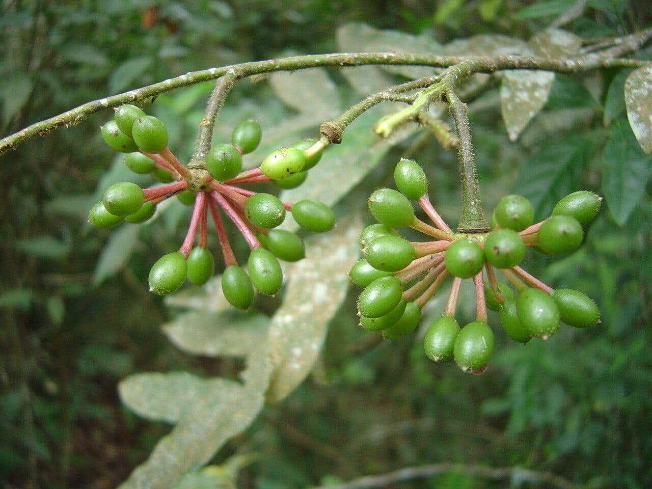 Guatteria 4