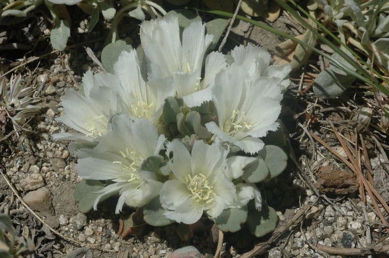 Lewisia