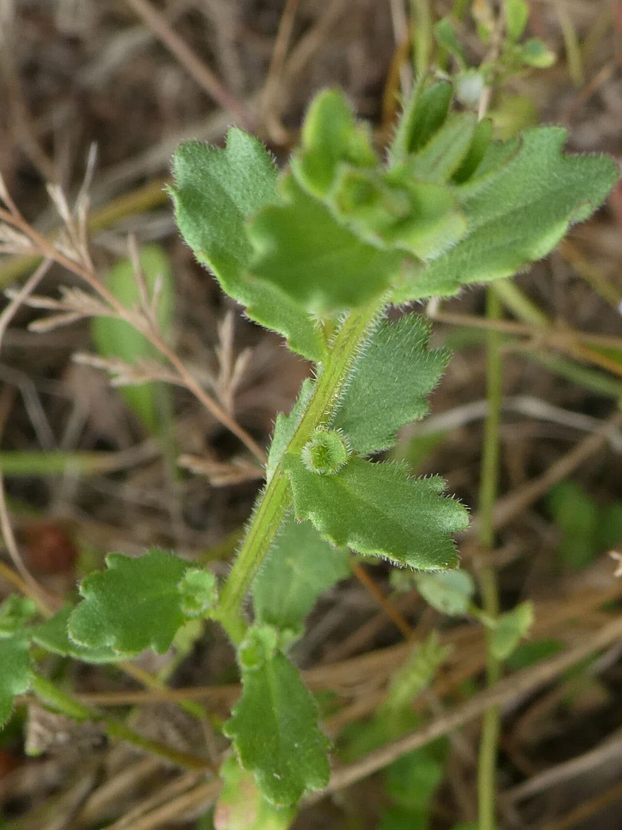 Campanula erinus 17
