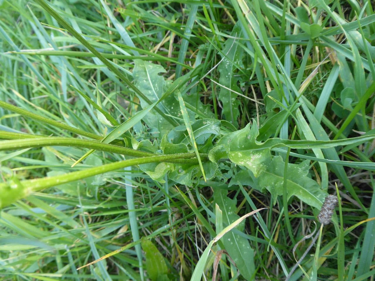Radicchiella bienne 15