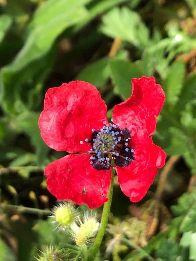 Bastard-Mohn 6