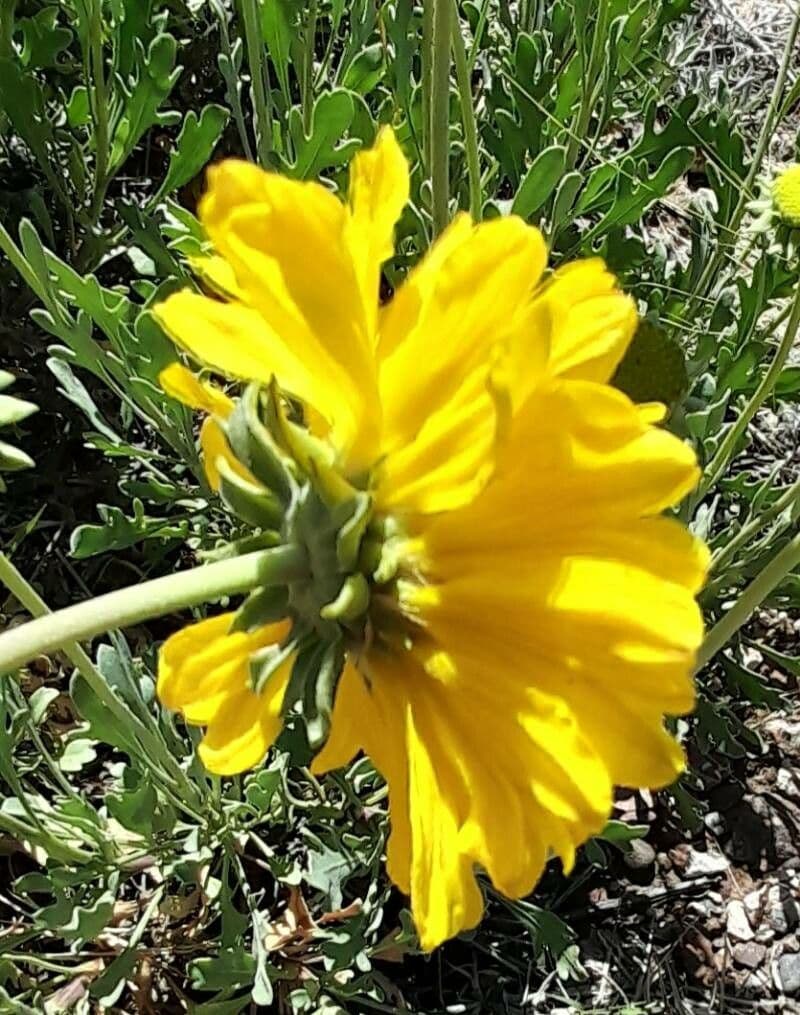 Gaillardia cabrerae 4