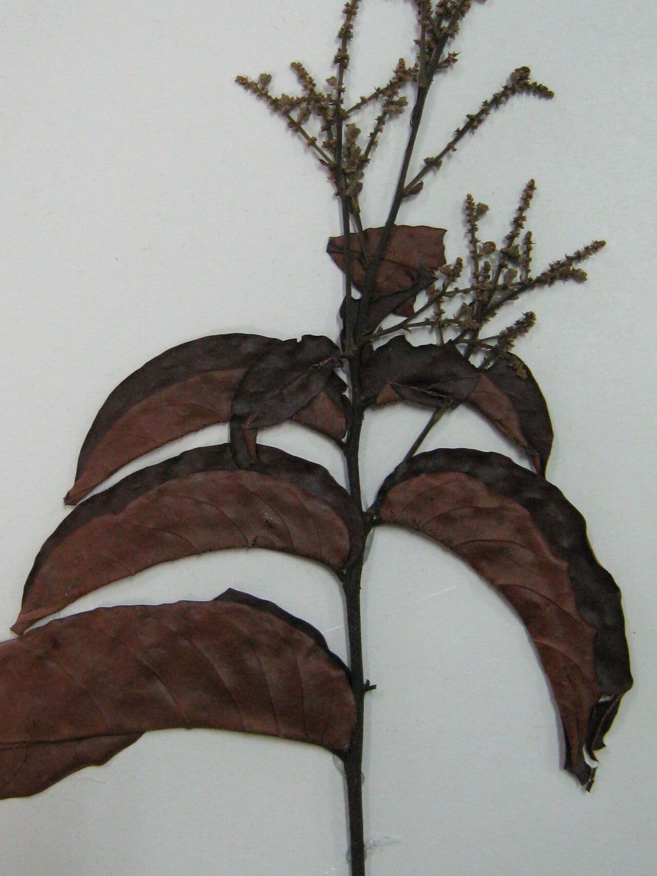 Licania 4