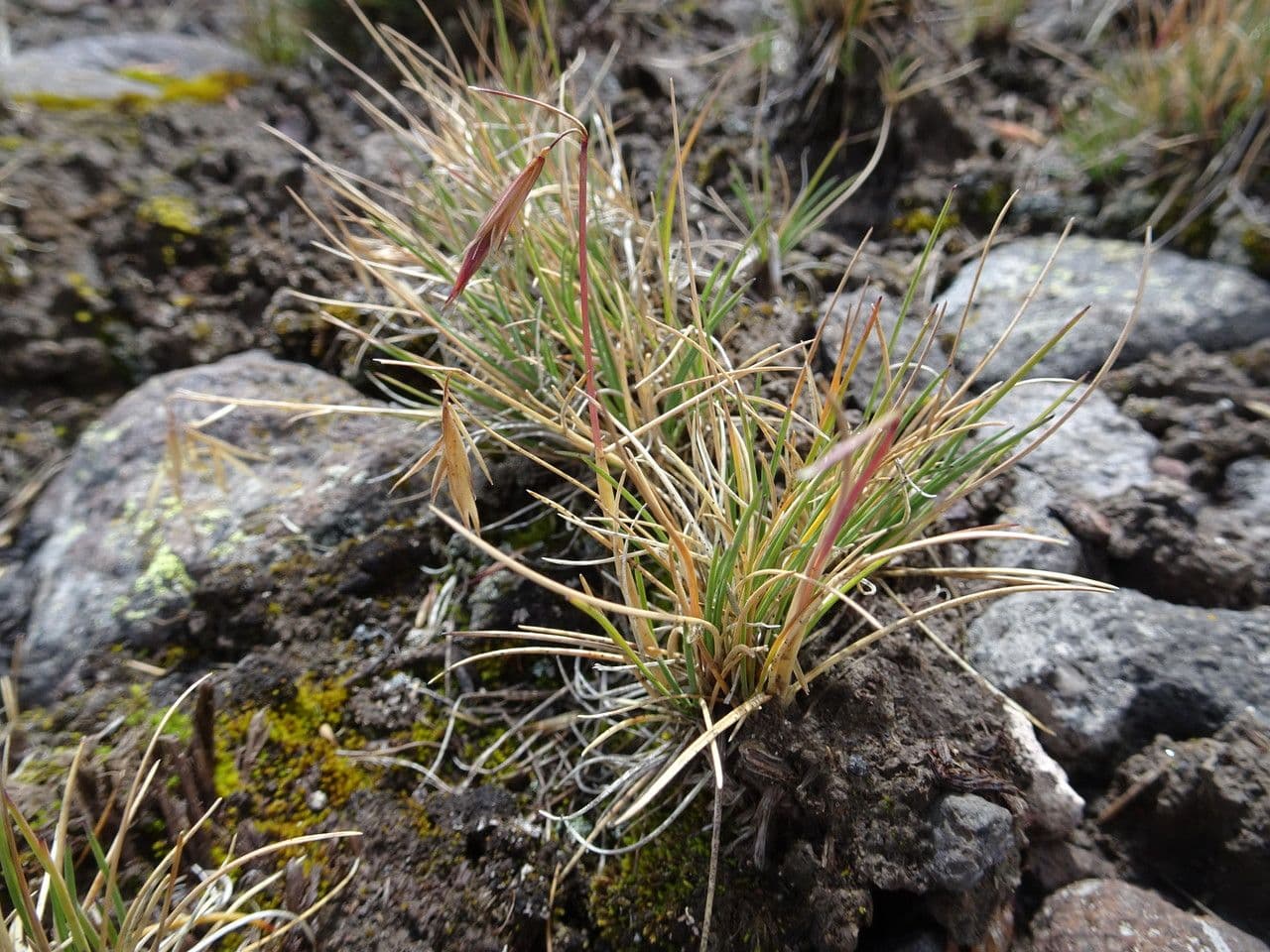 Festuca 6