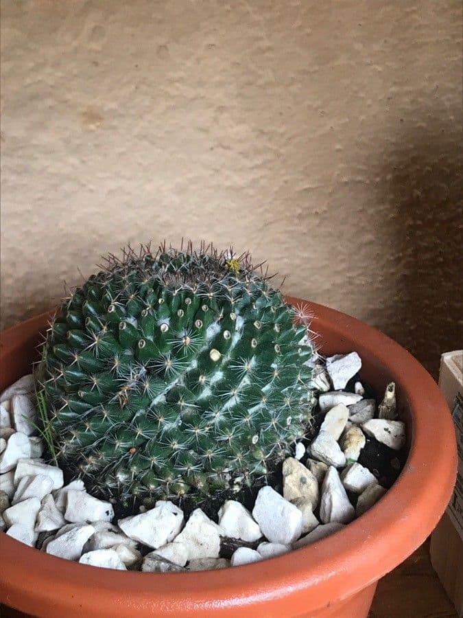 Mammillaria 7
