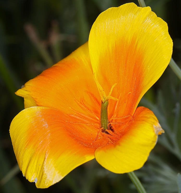 Papavero di Lemmon 3