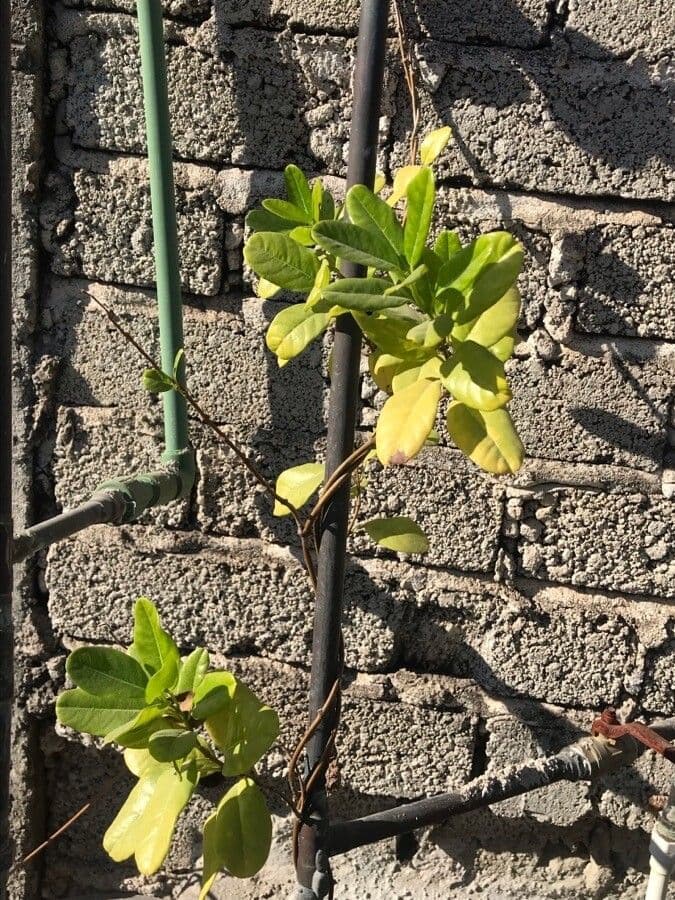 Gelber Flachschlinger 9