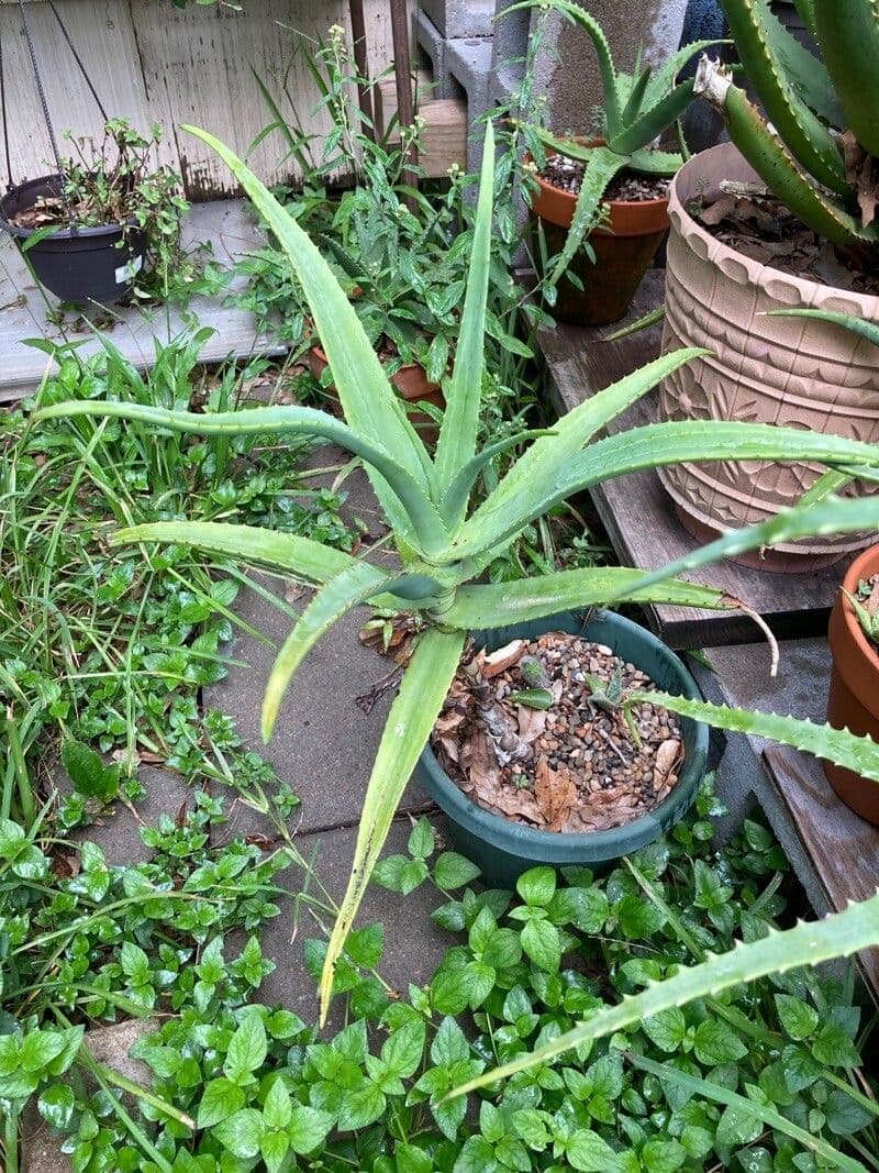 Aloe 9