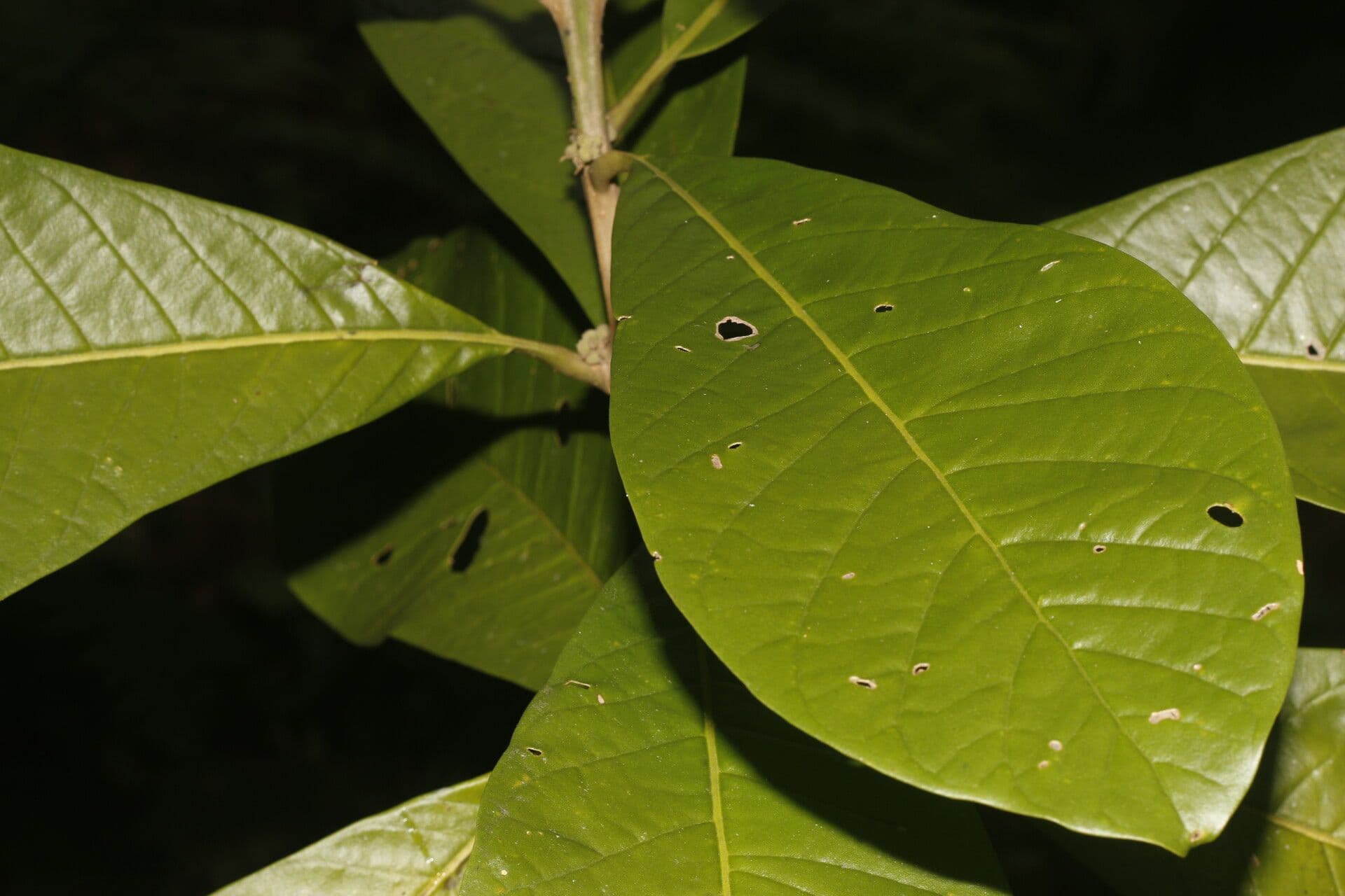 Aegiphila 6