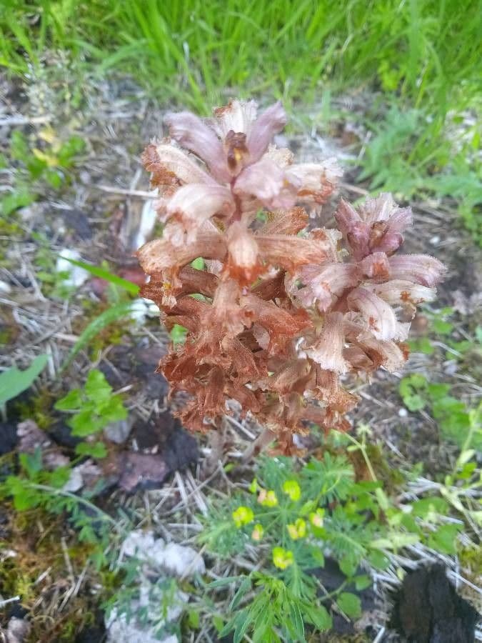 Orobanche amethystea 19