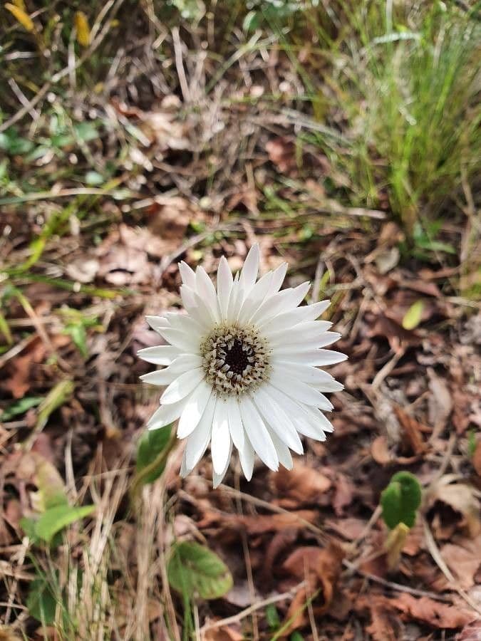 Catananche 5