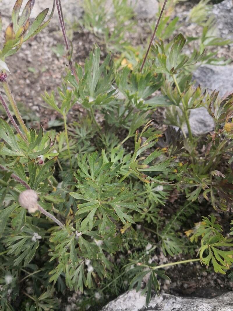 Anemone multifida 12