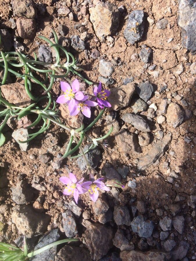 Spergonella frangiata 2