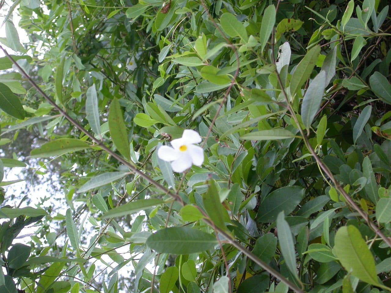 Rhabdadenia 2