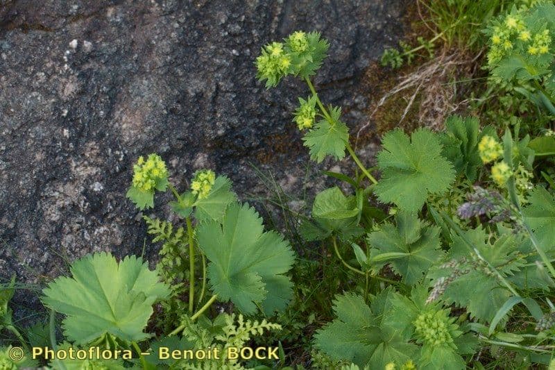 Alchemilla fissa 10
