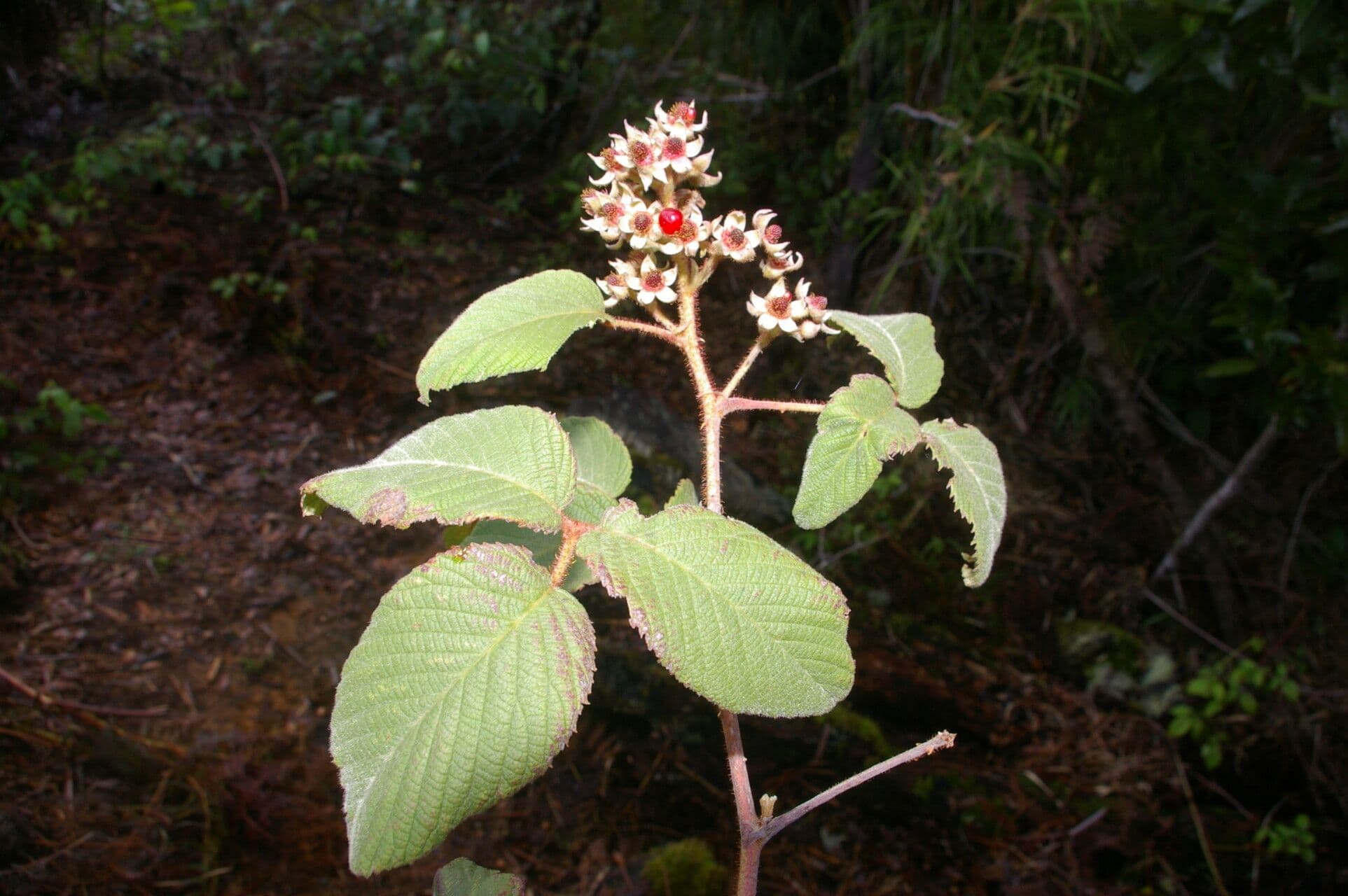Rovo 6