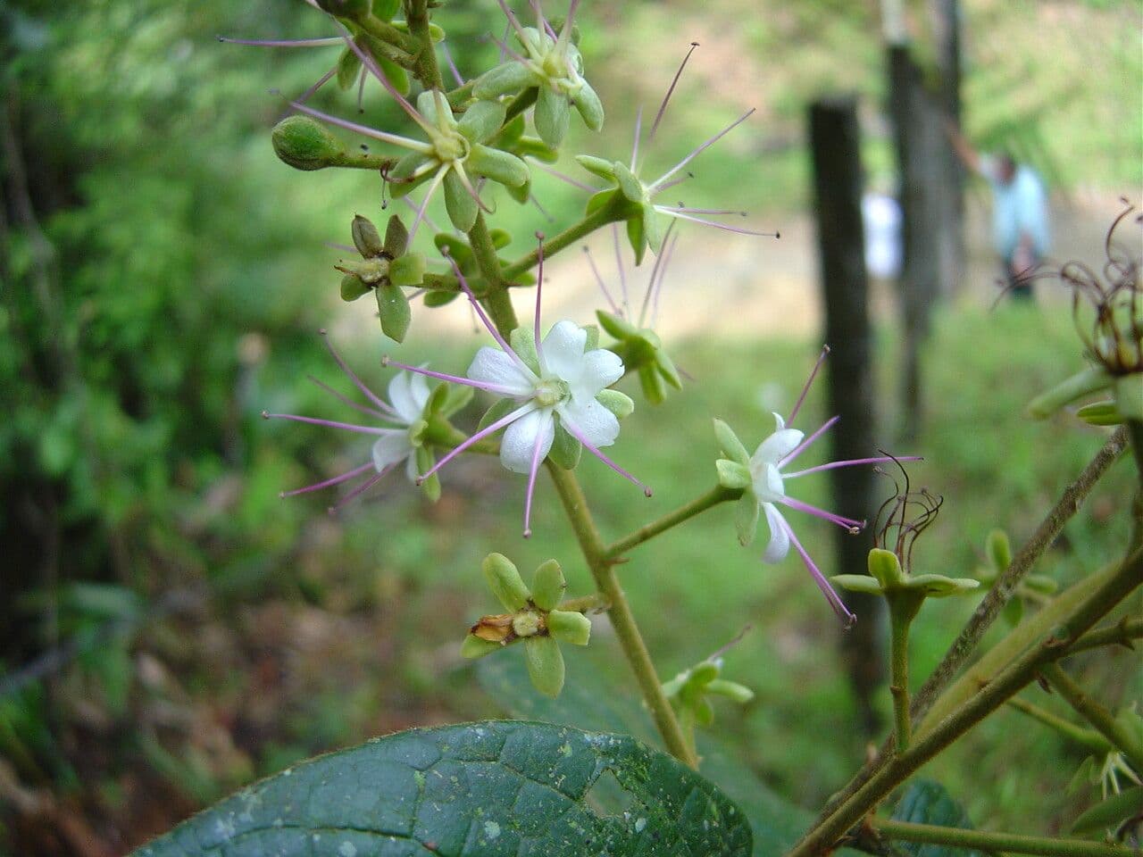 Hirtella hebeclada 5