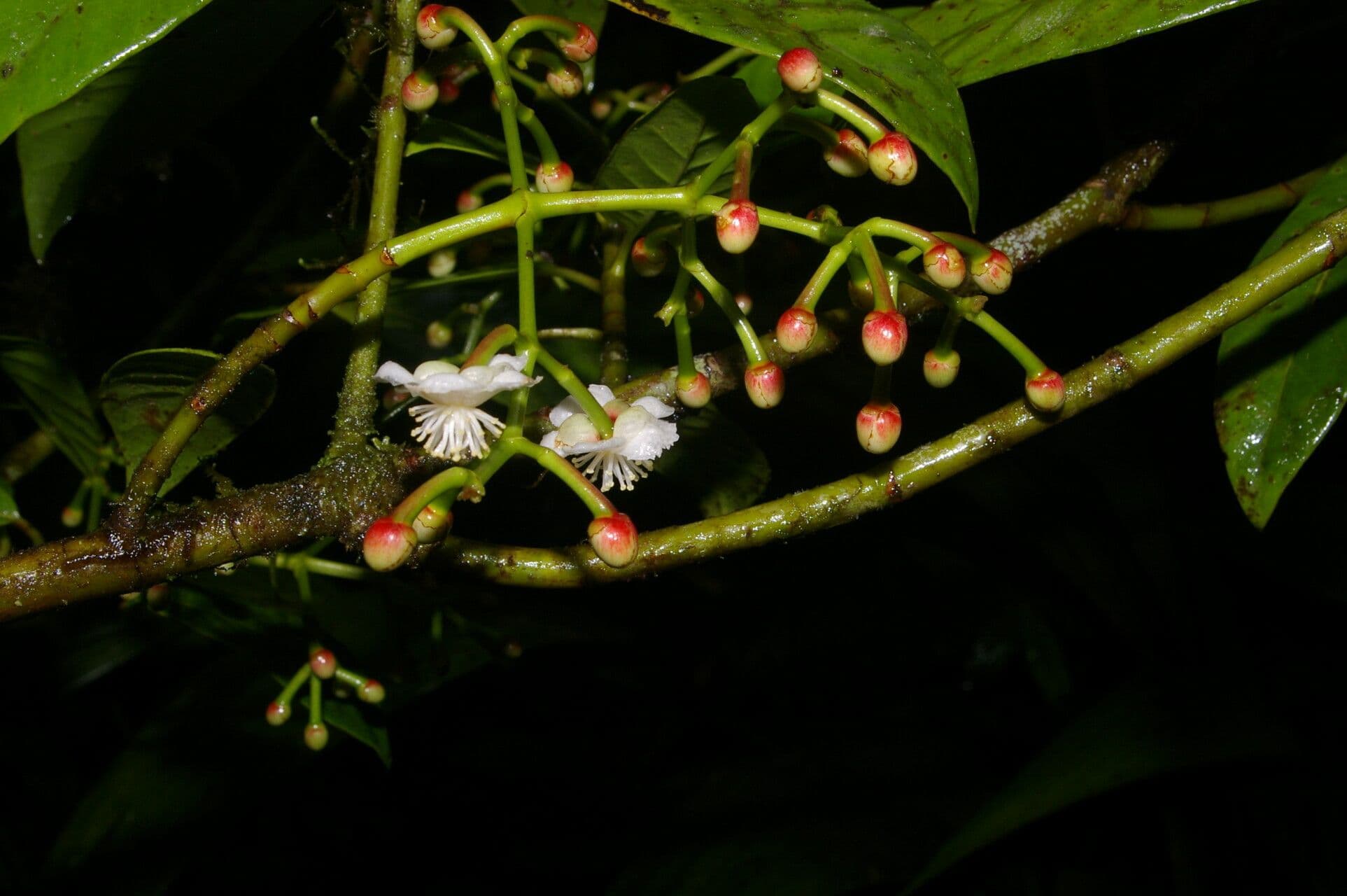 Chrysochlamys 8