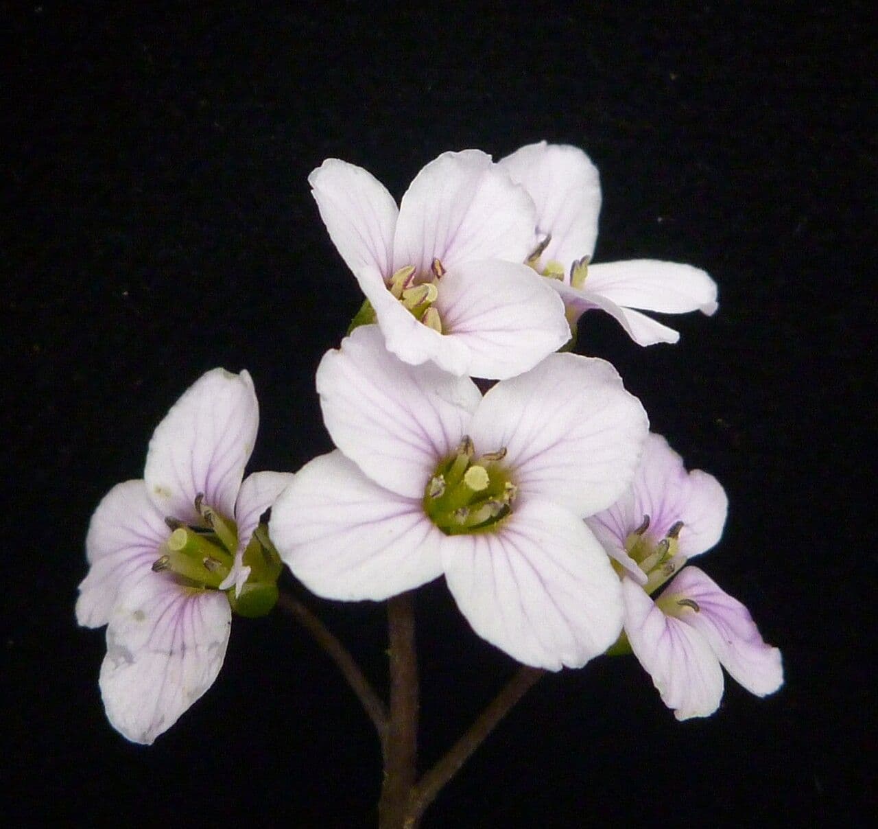 Cardamine 2