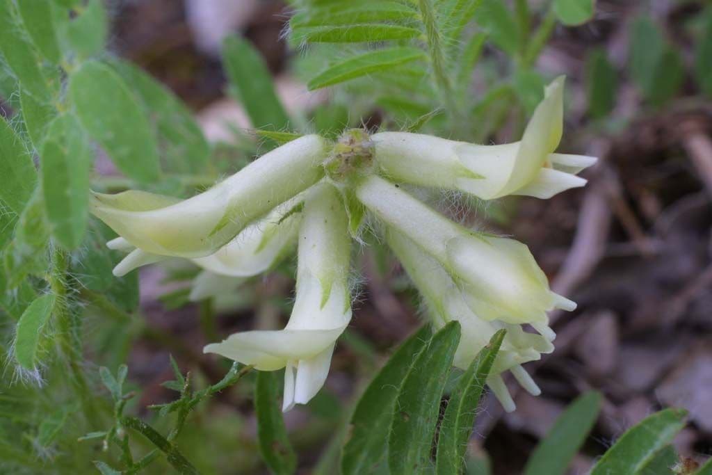 Astragalo