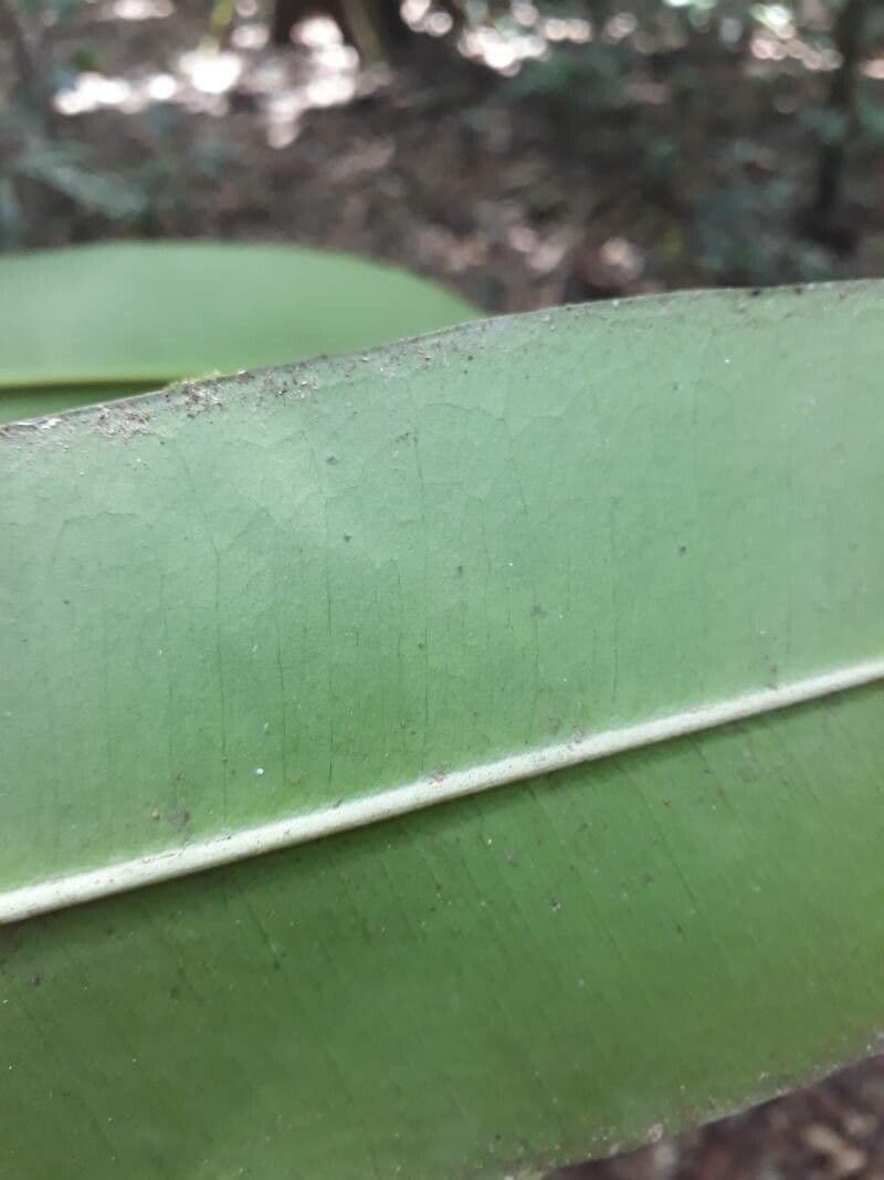Manilkara 5