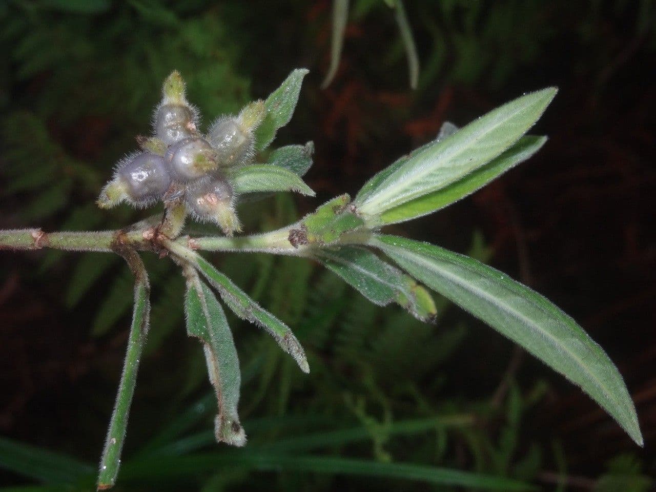 Psychotria 10
