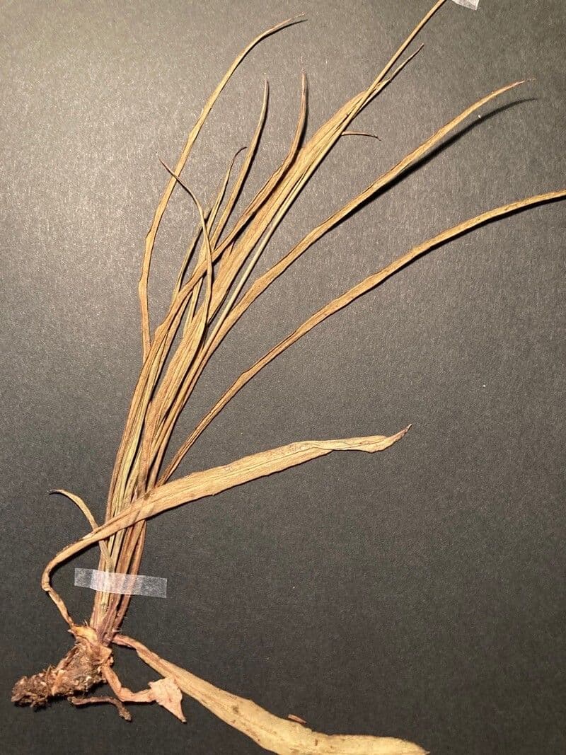 Hieracio de hoja de puerro 7