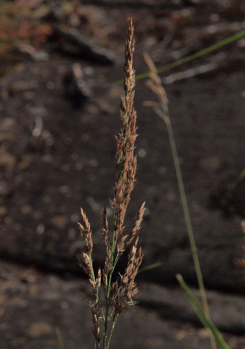 Calamagrostis stricta