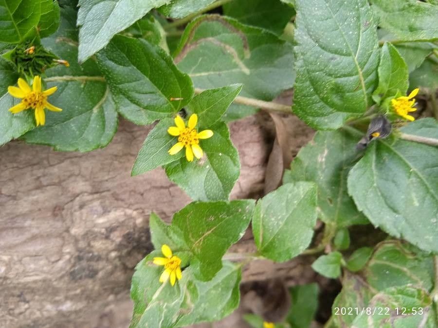 Calyptocarpus vialis 17