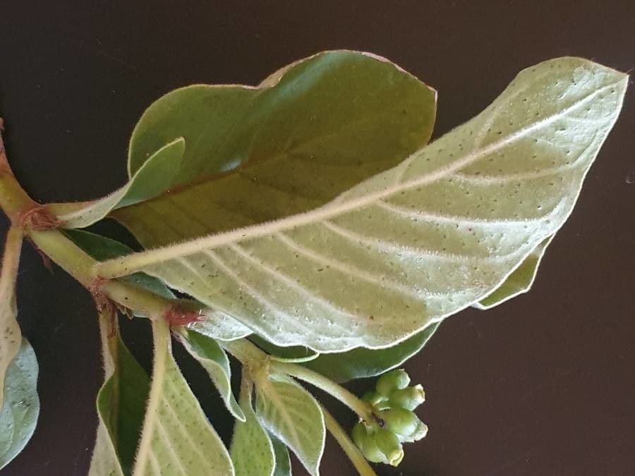 Psychotria 10