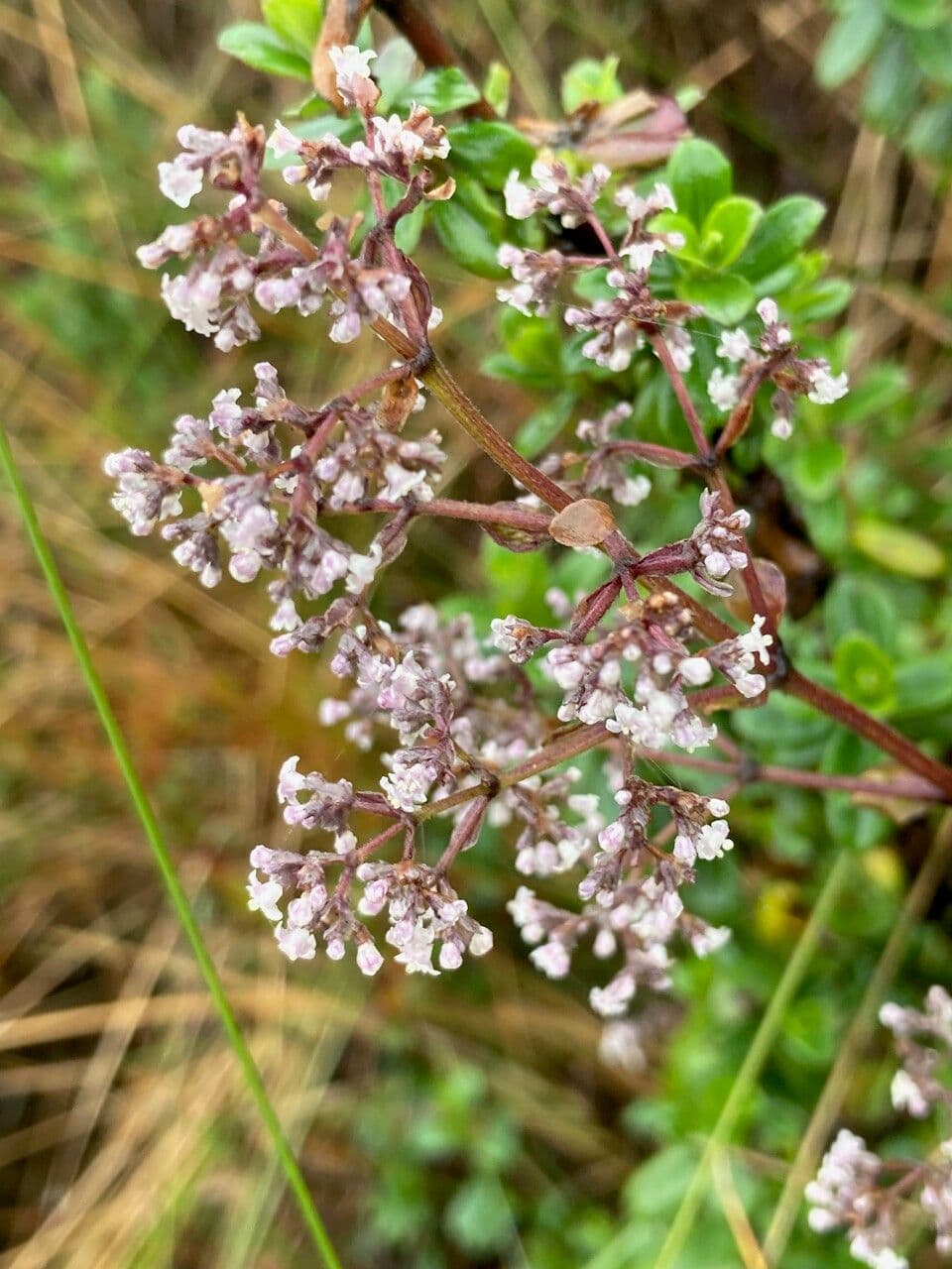 Valeriana