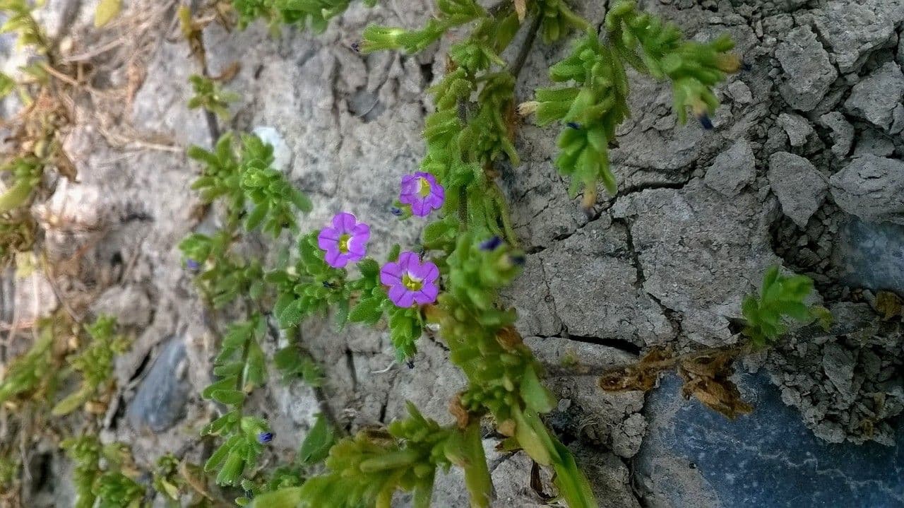 Kleinblütige Kalibrachoa 19