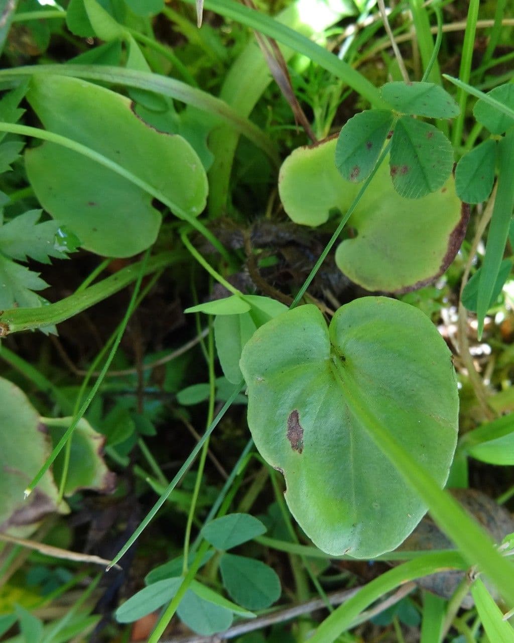 Parnassia 18