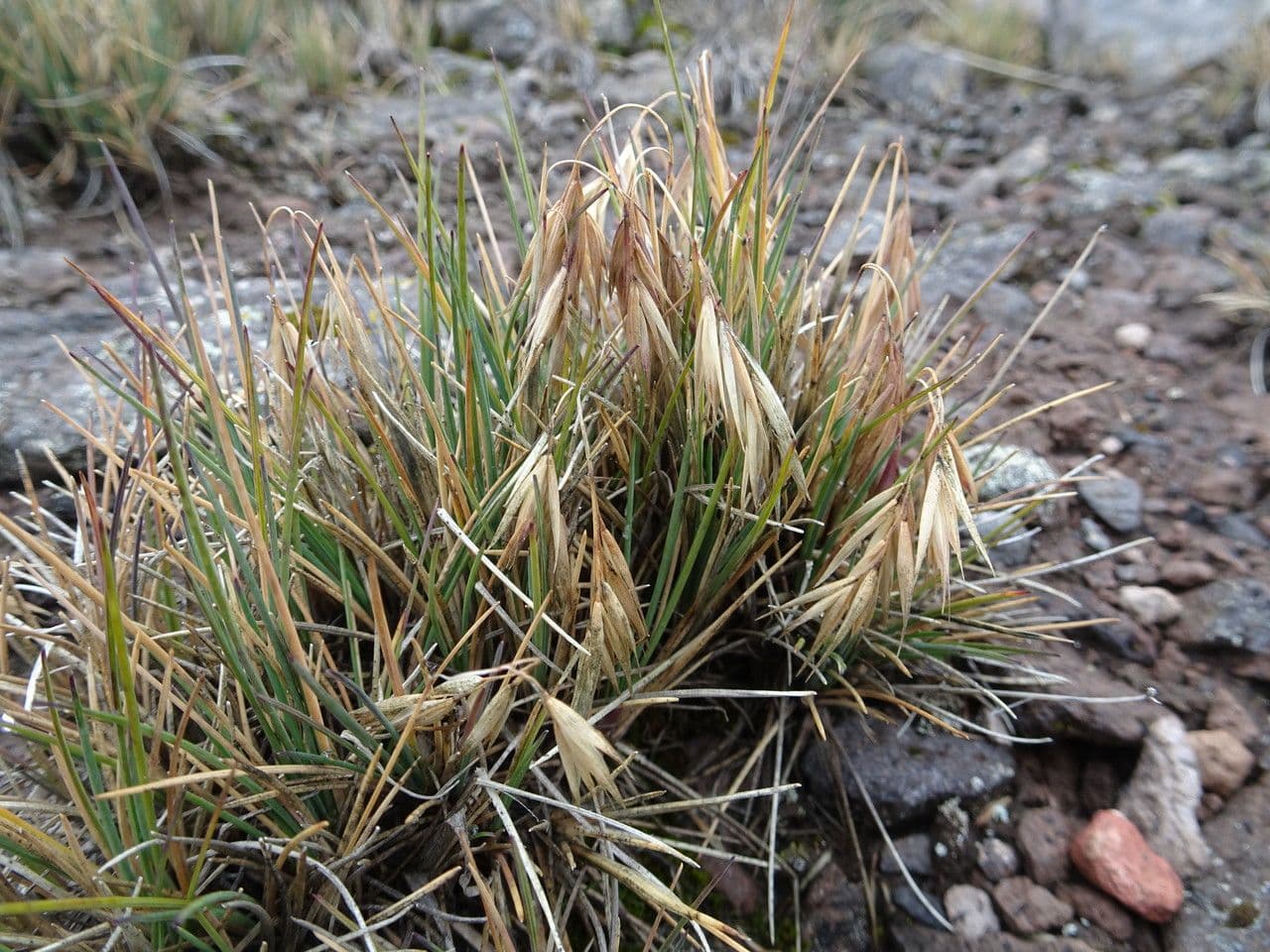 Festuca 4