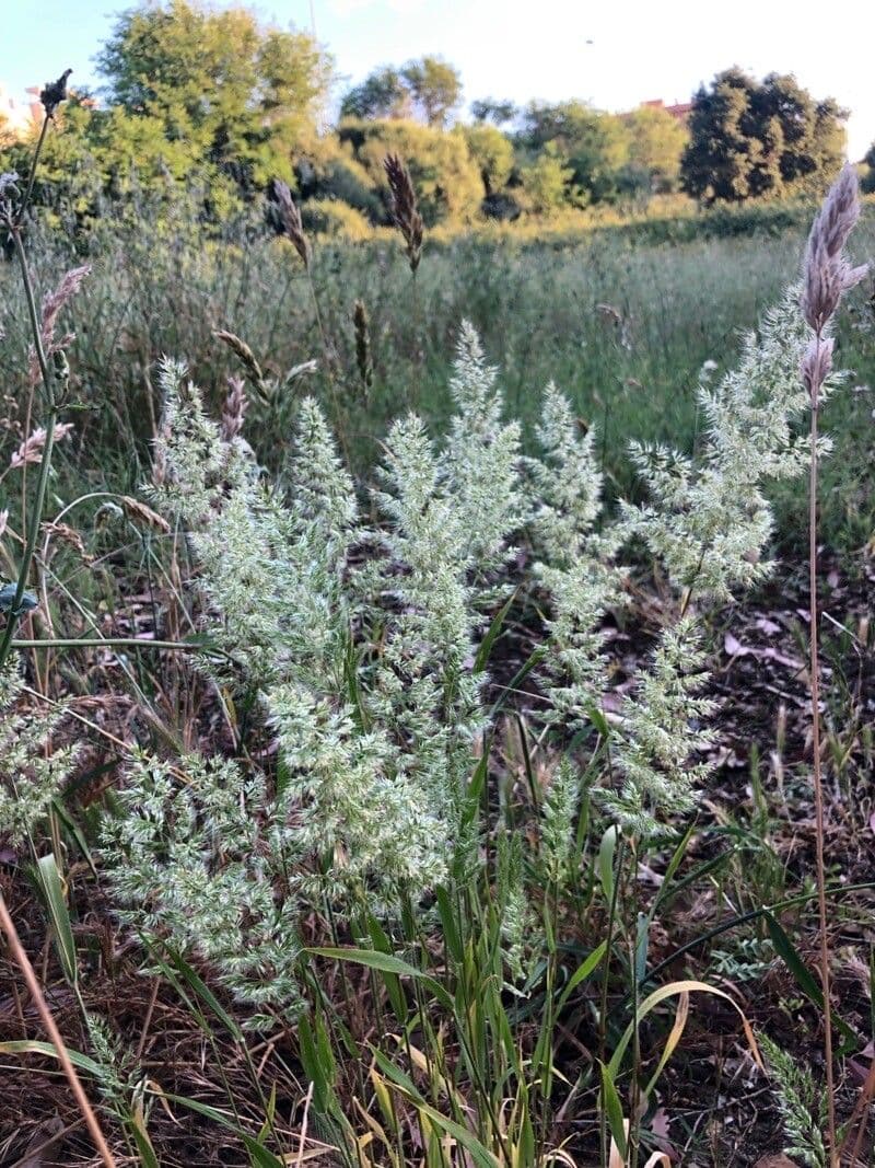 Trisetaria panicea 3