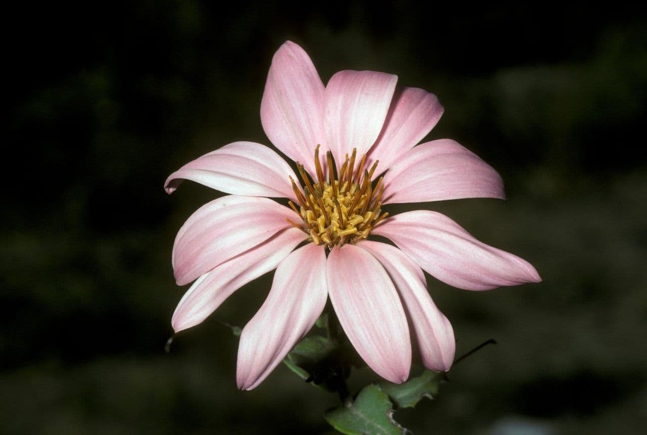 Mutisia