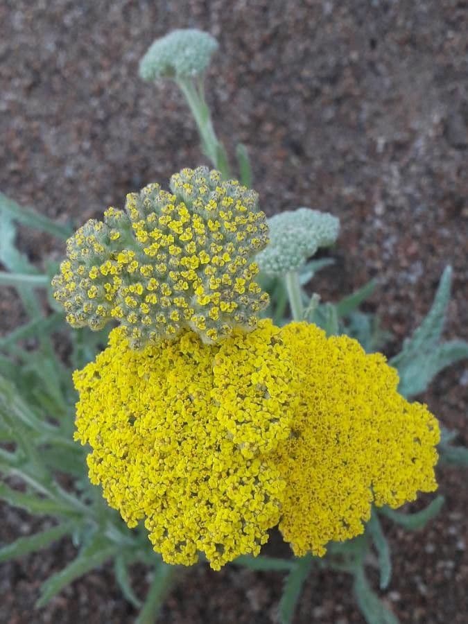 Achillea filipendula 4