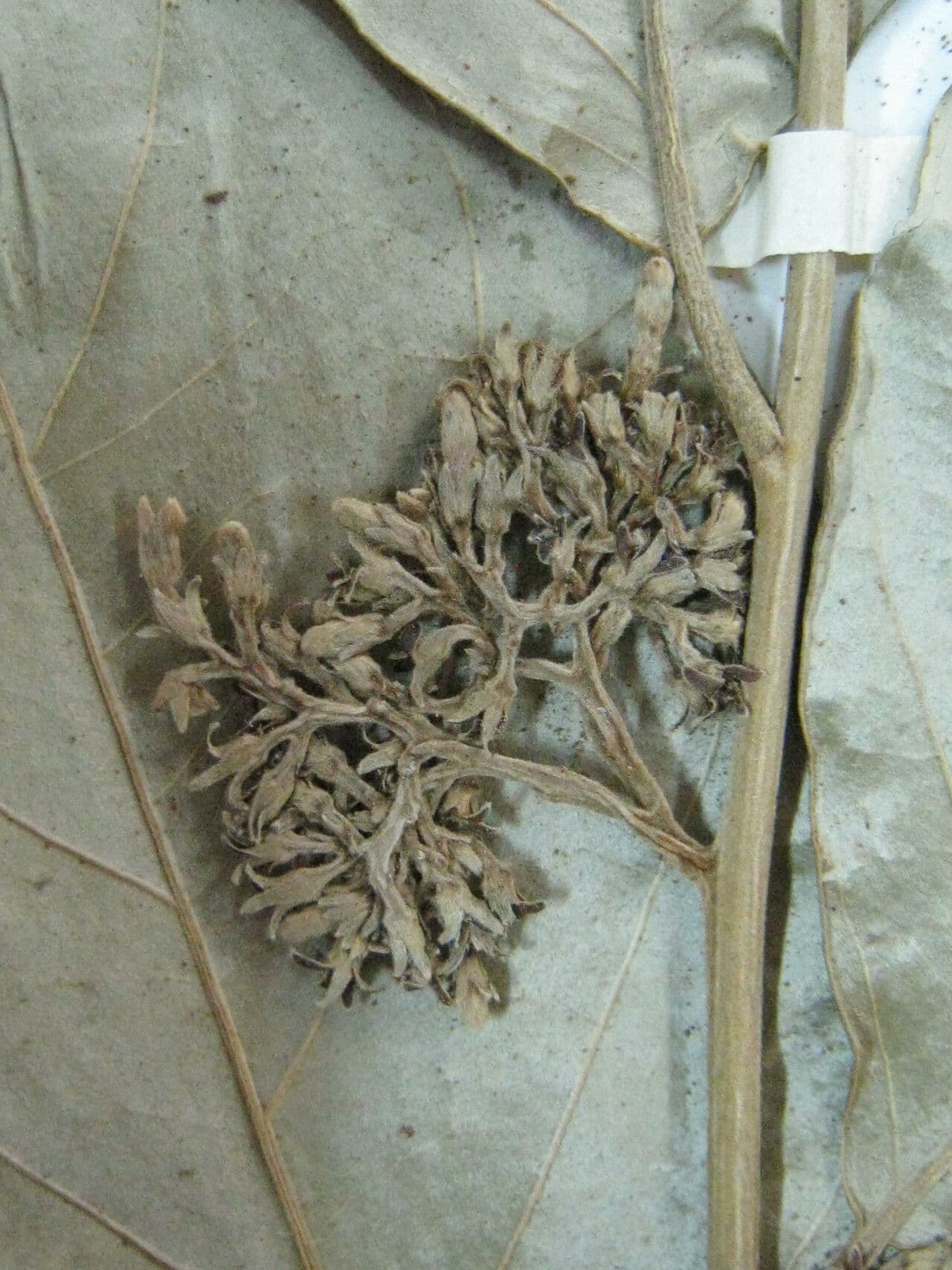 Geissospermum 3