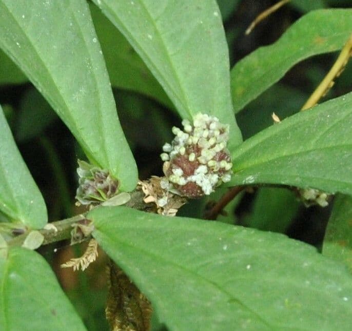 Elatostema