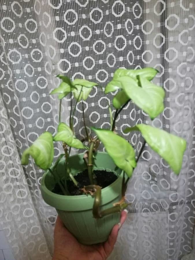 Syngonium 28
