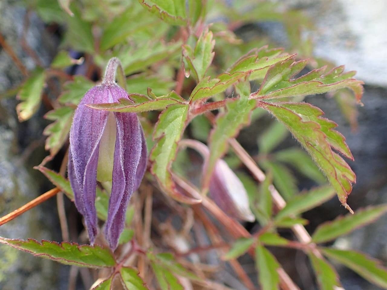 Clematide alpina