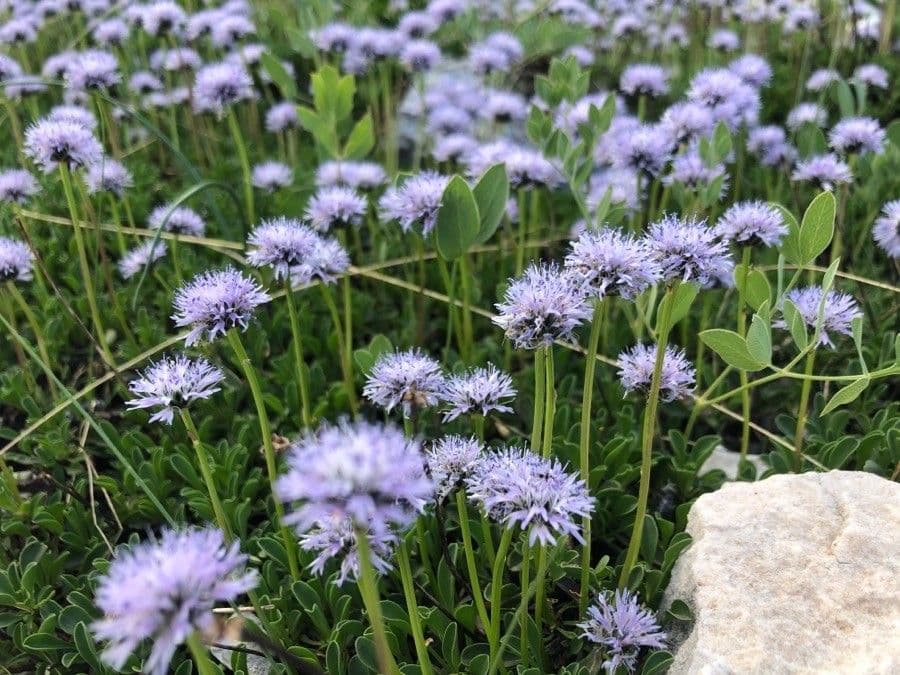 Globularia 4