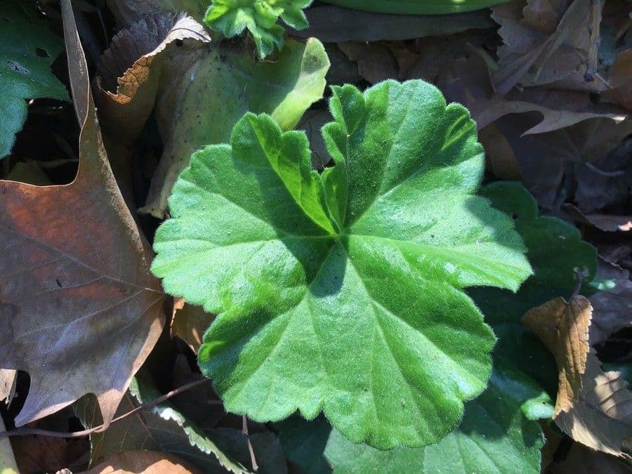 Geranium 2