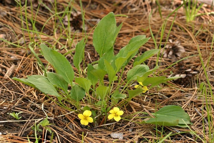 Viola di Baker 7