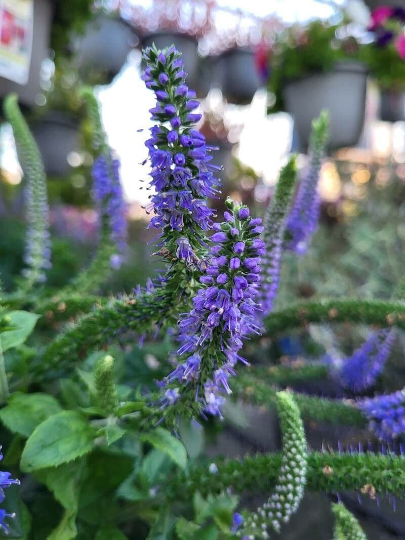 Veronica spigata 26