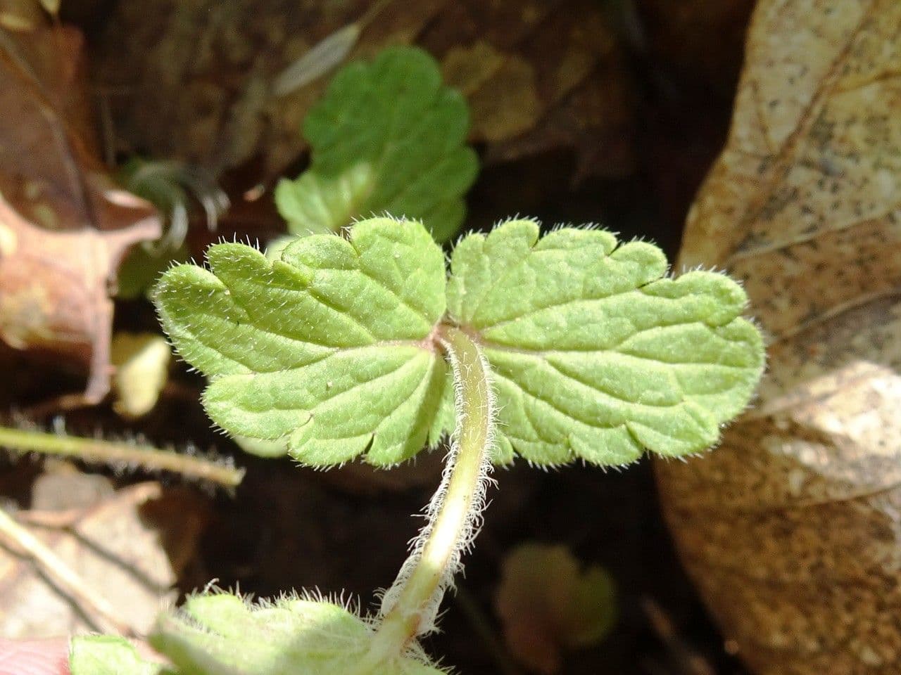 Veronica comune 19