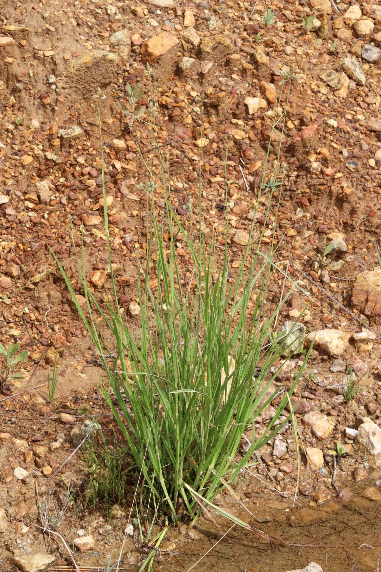 Fuirena pubescens 13