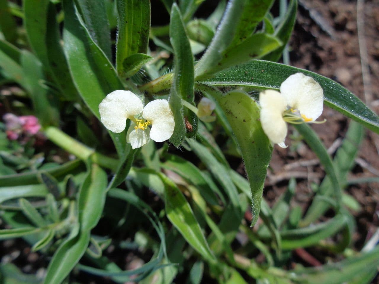 Commelina 8